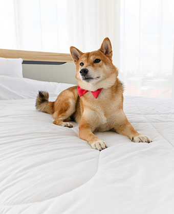 dog on bed